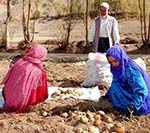 بیش از ۴۵ درصد زنان ولایت بامیان کشاورز هستند